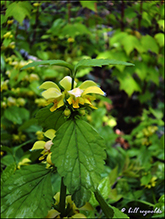 variegated yellow archangel