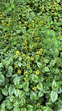 variegated yellow archangel