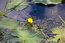 variegated yellow pond lily