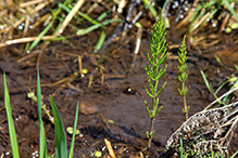 water horsetail