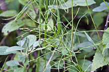 water horsetail