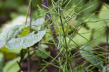 water horsetail