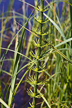 water horsetail