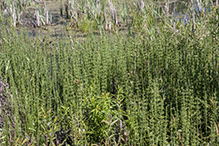 water horsetail