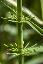 water horsetail