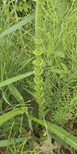 water horsetail