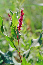 water smartweed