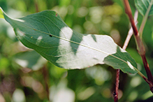 water smartweed