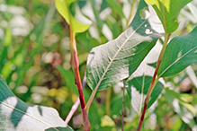 water smartweed