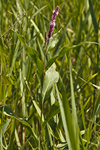 water smartweed