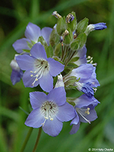 western Jacob’s ladder