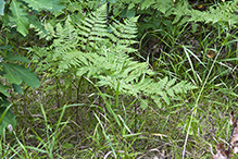 western bracken fern