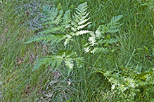 western bracken fern