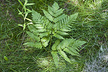 western bracken fern