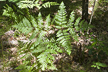 western bracken fern