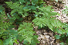 western bracken fern