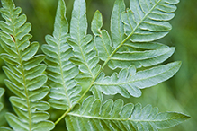 western bracken fern