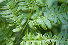 western bracken fern