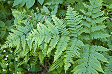 western bracken fern