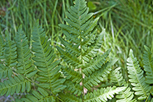 western bracken fern