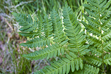 western bracken fern