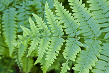 western bracken fern