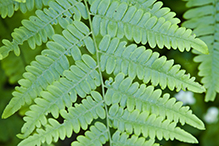 western bracken fern