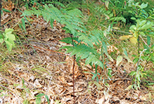 western bracken fern