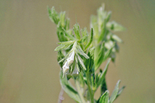 western marbleseed