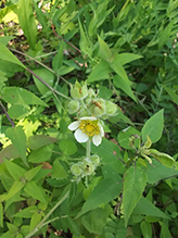white avens