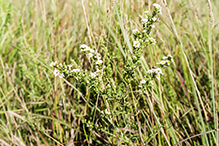 white heath aster (var. ericoides)
