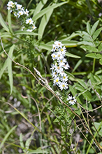 white prairie aster (var. commutatum)