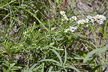 white prairie aster (var. commutatum)