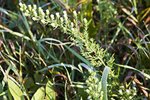 white prairie aster (var. commutatum)