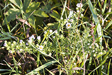 white prairie aster (var. commutatum)