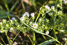 white prairie aster (var. commutatum)