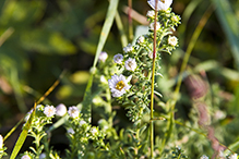 white prairie aster (var. commutatum)