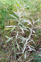 white sage