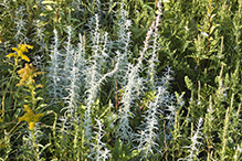 white sage