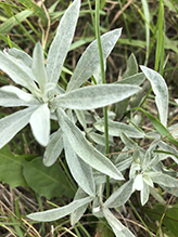 white sage