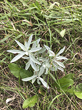 white sage