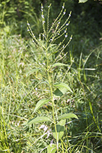 white vervain (var. urticifolia)