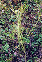 whorled milkweed