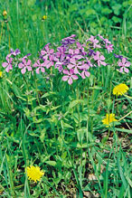 wild blue phlox wild blue phlox