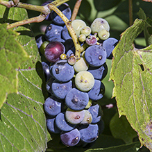 wild grape