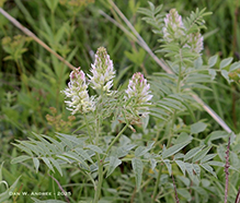wild licorice