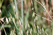 wild oat