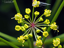 wild parsnip