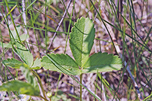 wild strawberry