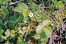 wild strawberry